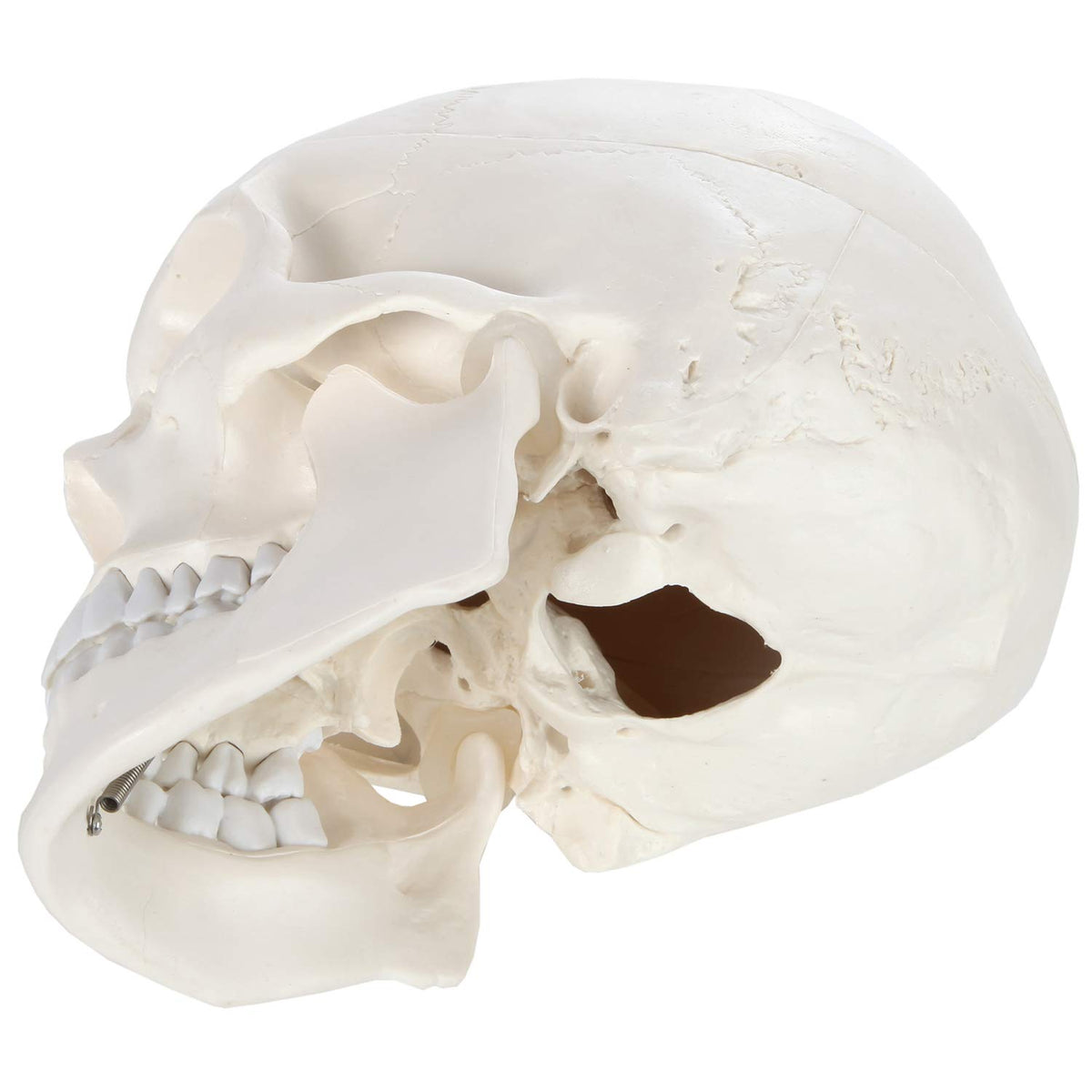 Axis Scientific 3-part skull disassembly aids quick part identification