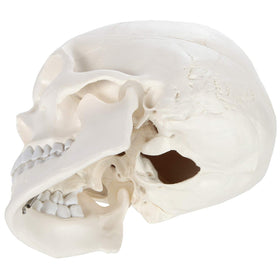 Axis Scientific 3-part skull disassembly aids quick part identification