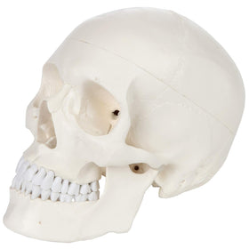 Axis Scientific anatomy skull detail showing internal structure