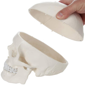 Axis Scientific educational skull model for medical training and study