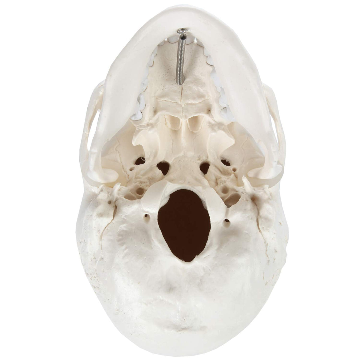 Axis Scientific detailed skull structure guide enhances learning visuals