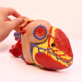 Axis Scientific heart model highlights ventricles and atria with clear numbering