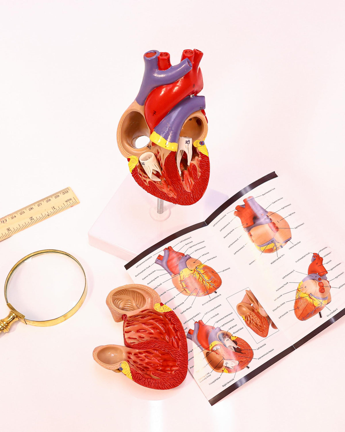 Axis Scientific anatomy manual included for self-study and lessons