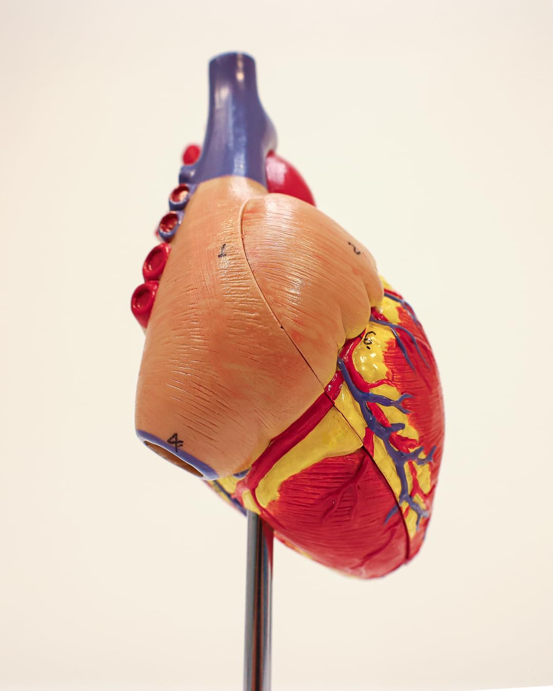 Axis Scientific detachable wall panel allows hands-on exploration of anatomy