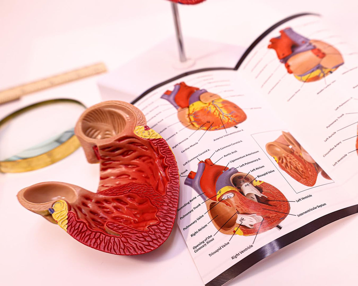 Axis Scientific valves and vessels detail supports quick anatomy reference