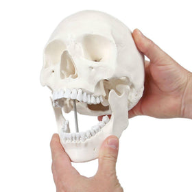 Axis Scientific human skull model 3-part view for anatomy study