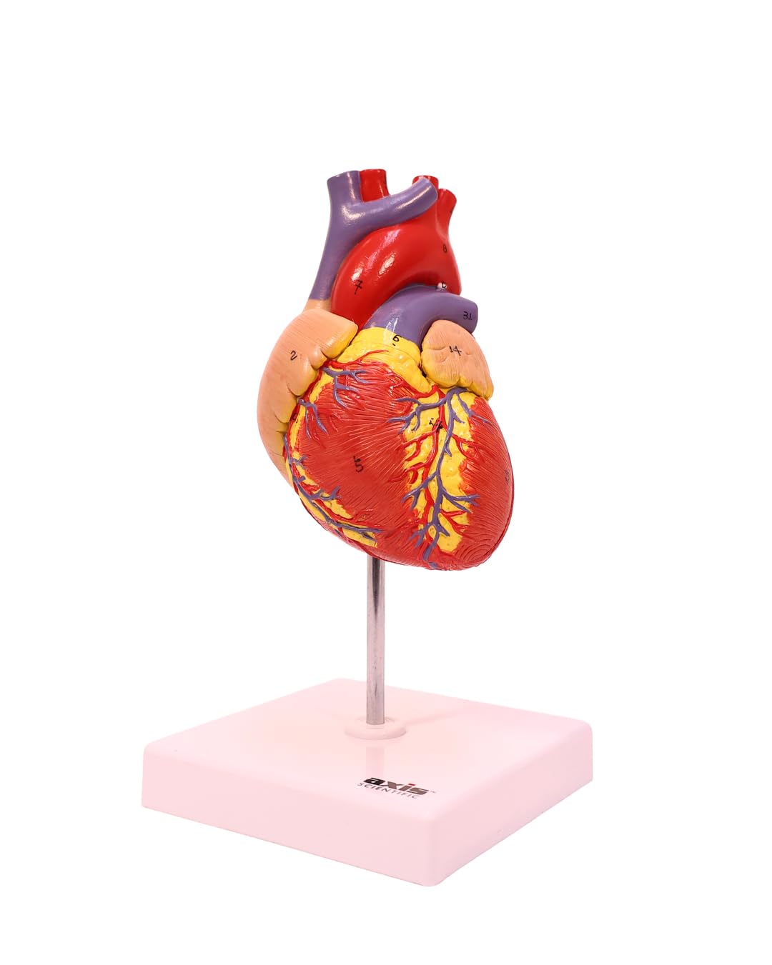 Axis Scientific life-size heart model 2-part magnetic assembly enables easy viewing
