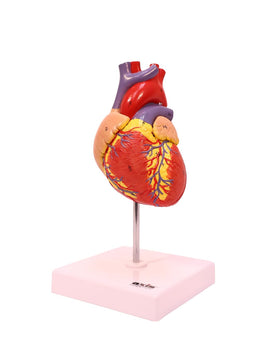 Axis Scientific life-size heart model 2-part magnetic assembly enables easy viewing