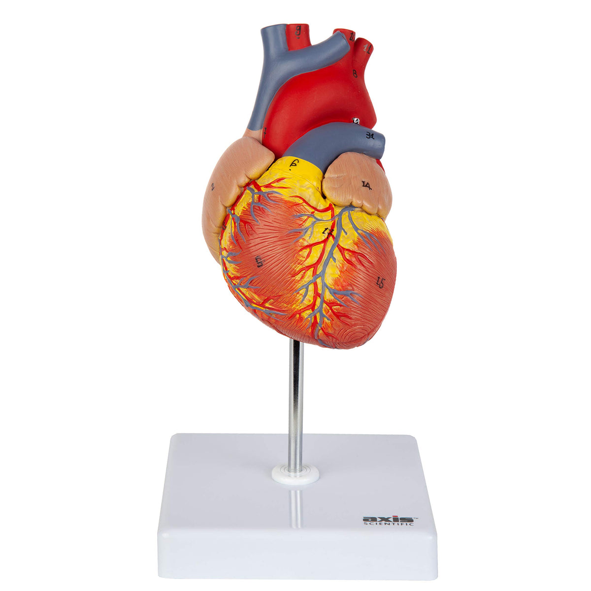 Axis Scientific life-size heart model front view shows labeled chambers for teaching