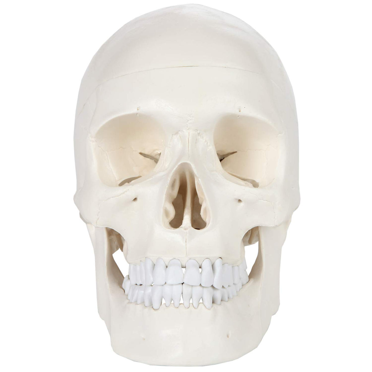 Axis Scientific life-size skull model with full color manual