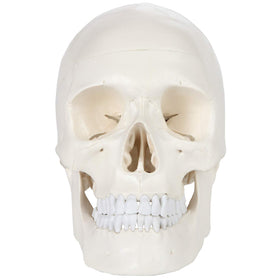 Axis Scientific life-size skull model with full color manual