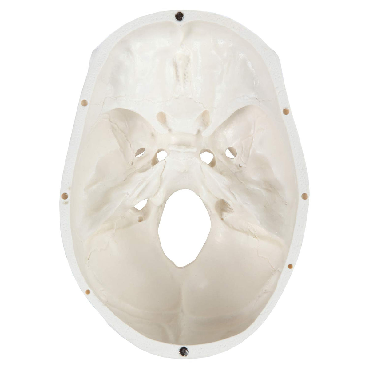 Axis Scientific medical model for classroom demonstrations and study