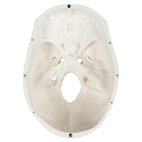 Axis Scientific medical model for classroom demonstrations and study