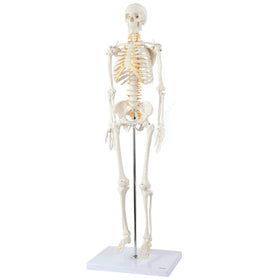 Axis Scientific mini skeleton 31-inch tall full view for clear classroom demonstrations.