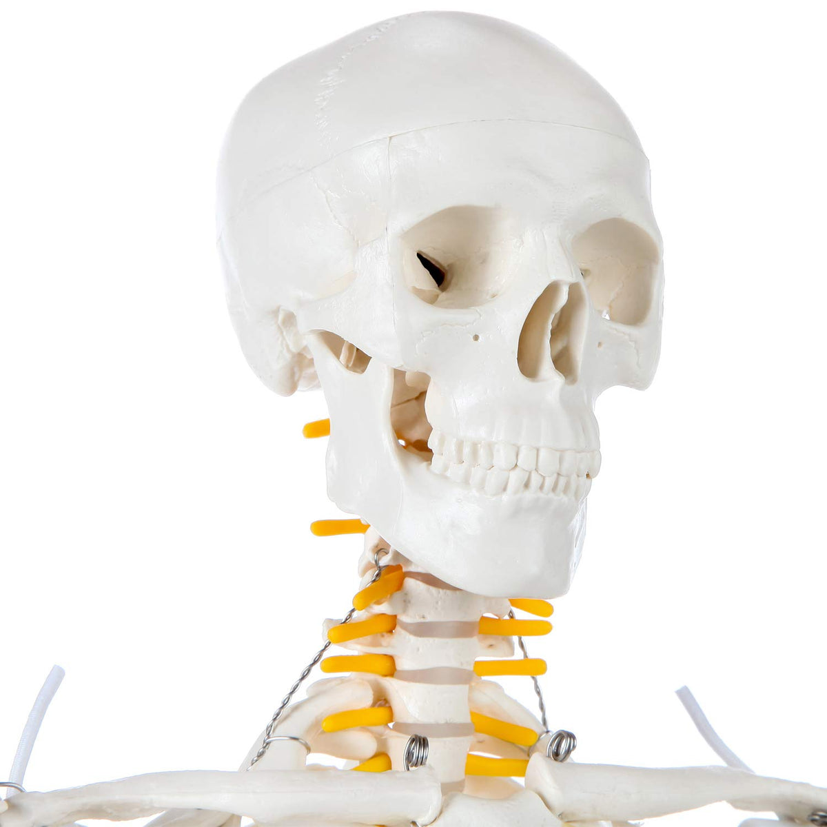 Axis Scientific skeleton articulation movement shows realistic joint action for learning.