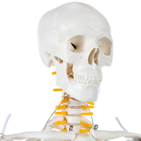 Axis Scientific skeleton articulation movement shows realistic joint action for learning.