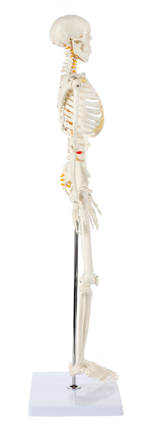 Axis Scientific skeleton easy assembly enables quick setup for study sessions.