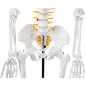 Axis Scientific skeleton hand-painted detail adds lifelike texture for study.