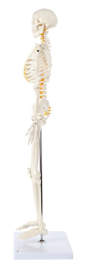 Axis Scientific skeleton in clinic classroom proves versatile for education and demonstrations.