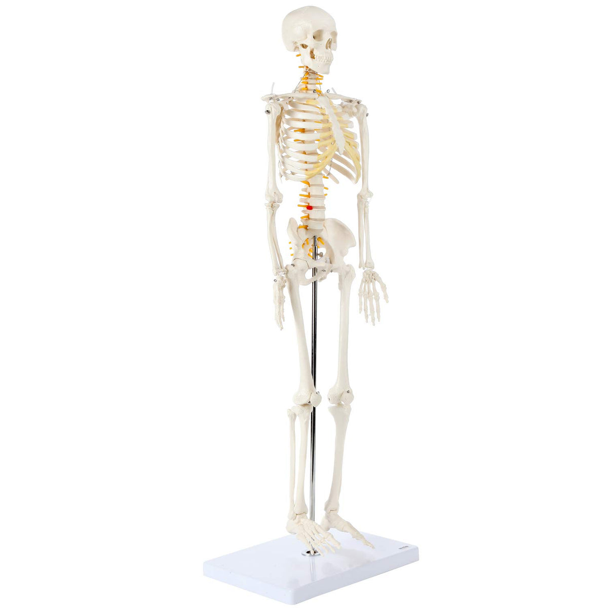 Axis Scientific skeleton landmarks guide highlights major landmarks for quick reference.