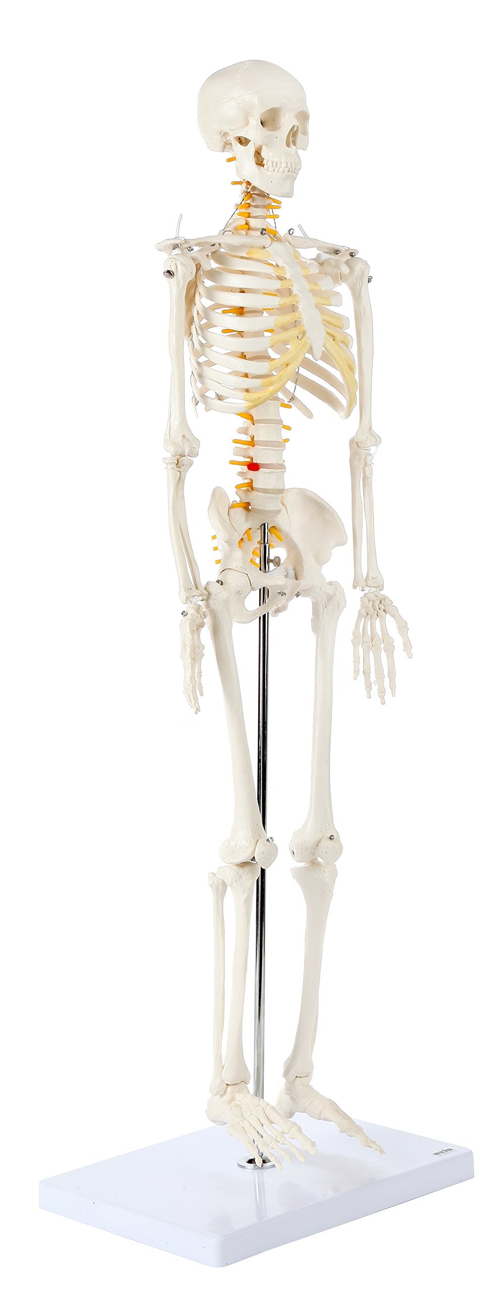 Axis Scientific skeleton metal stand provides stable display for teaching demonstrations.