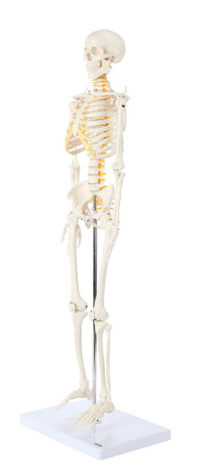 Axis Scientific skeleton removable arms legs for flexible limb articulation study.