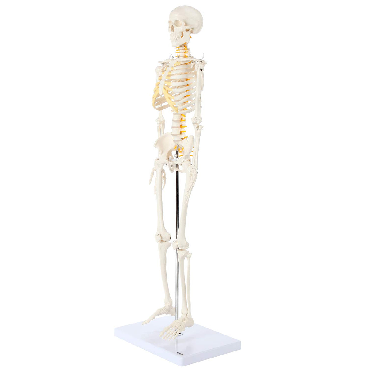 Axis Scientific skeleton study guide included supports guided anatomy learning.