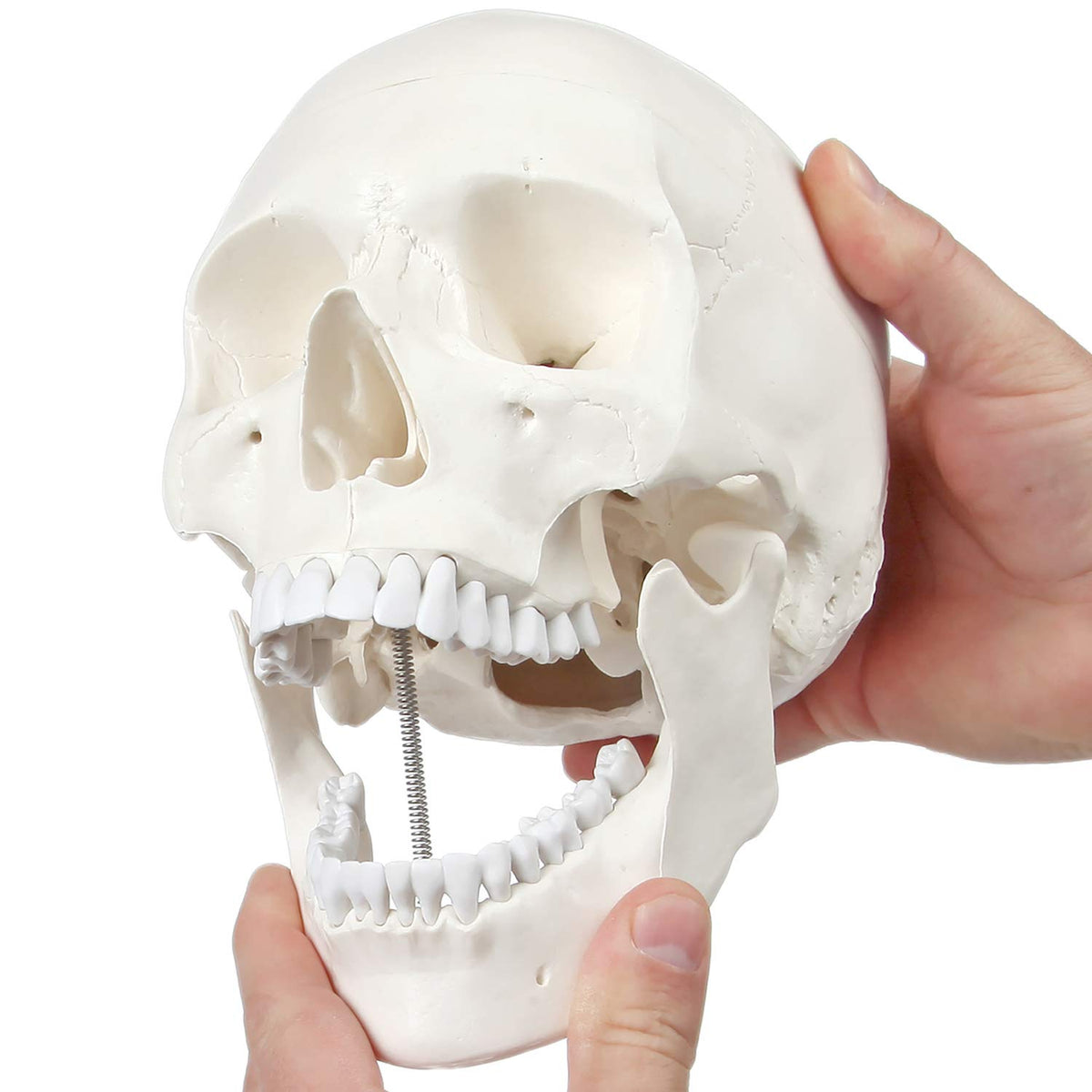 Axis Scientific skull bones visualization supports anatomy revision