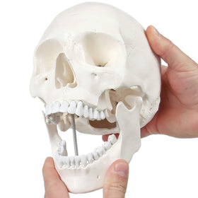 Axis Scientific skull bones visualization supports anatomy revision