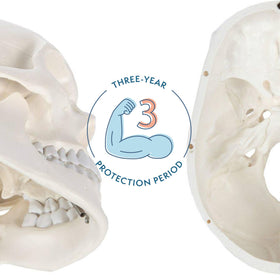 Axis Scientific skull cap exterior interior view for detailed inspection
