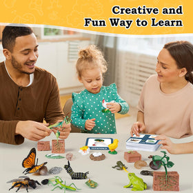 Bambilo life cycle bee figures help visualize pollinator roles and lifecycle changes.