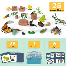 Bambilo life cycle frog figures help observe larval to adult stages during play.