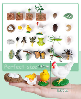 Bambilo guide cards connect each life cycle stage with clear explanations for discussion.