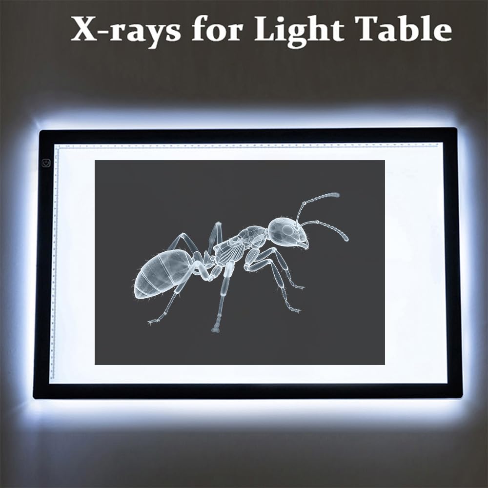 BAOGETONGLER 16-animal-xray set reveals anatomy differences to spark scientific curiosity.