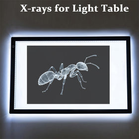 BAOGETONGLER 16-animal-xray set reveals anatomy differences to spark scientific curiosity.