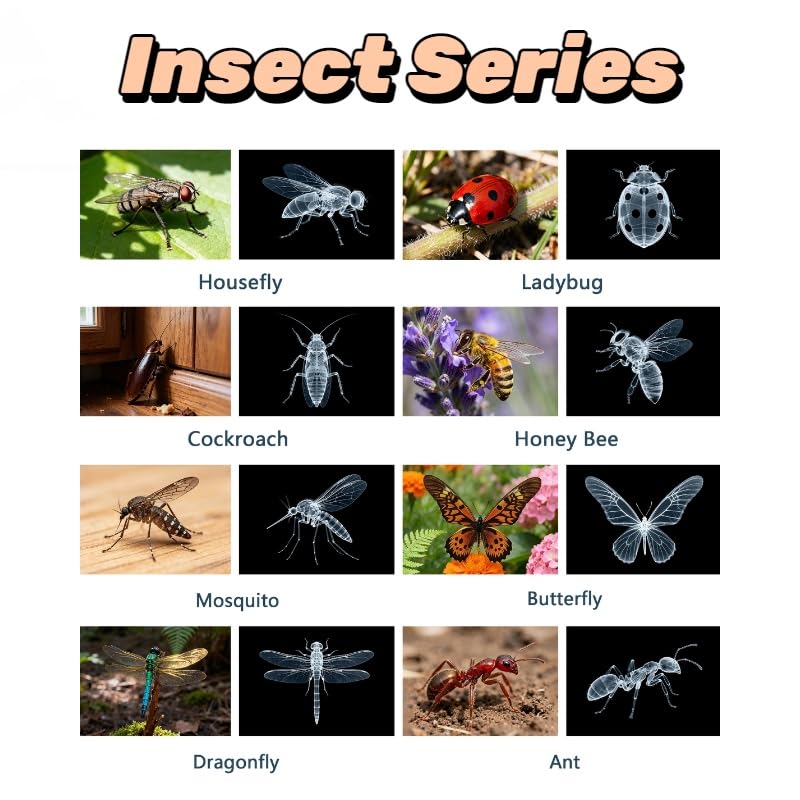 BAOGETONGLER 16-animal-xray set cards are ideal for science centers and group activities.