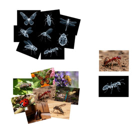 BAOGETONGLER 16-animal-xray set flashcards feature dinosaur series visuals for hands-on biology exploration.