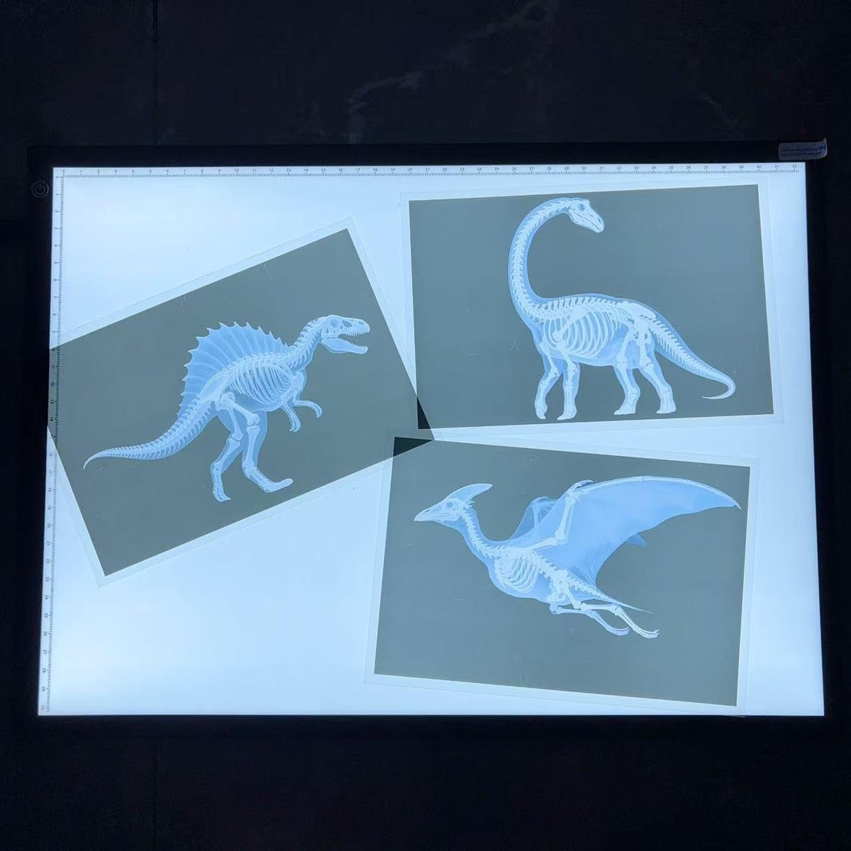 BAOGETONGLER 16 Animal X-Ray Set educational cards for guided activities