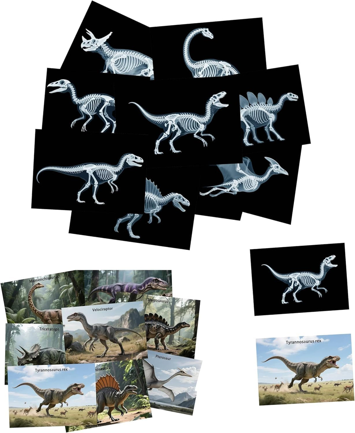 BAOGETONGLER 16 Animal X-Ray Set front view showing bone models for kids