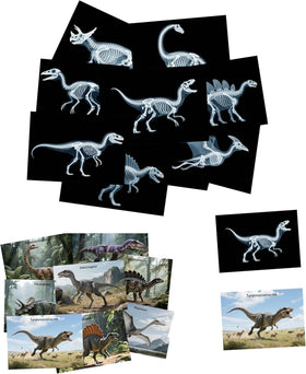 BAOGETONGLER 16 Animal X-Ray Set front view showing bone models for kids