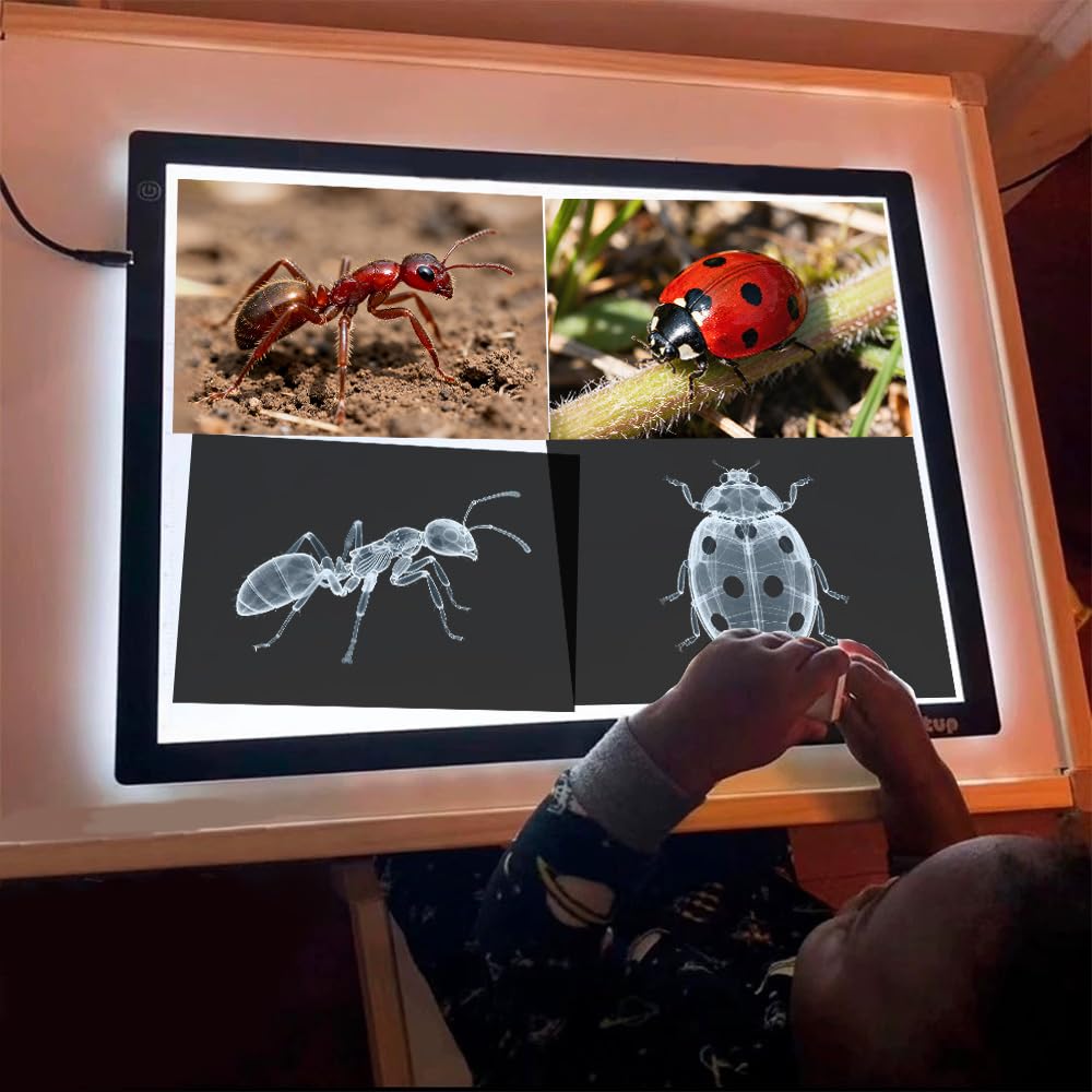 BAOGETONGLER 16-animal-xray set flashcards highlight insect-series structures for curious minds.