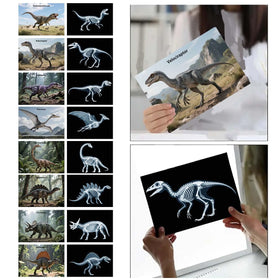 BAOGETONGLER 16 Animal X-Ray Set child using the kit for hands-on exploration