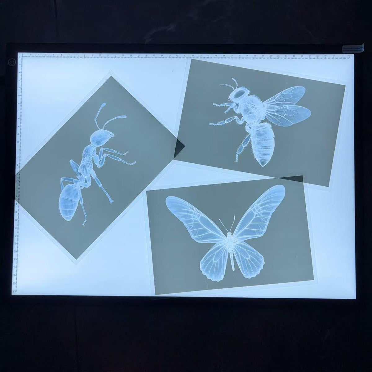 BAOGETONGLER 16-animal-xray set in classroom use promotes interactive learning through visual reasoning.