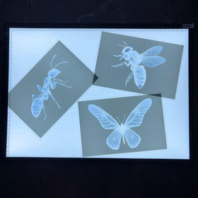 BAOGETONGLER 16-animal-xray set in classroom use promotes interactive learning through visual reasoning.