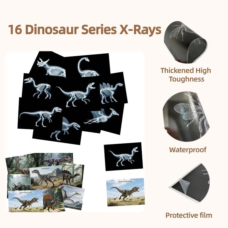 BAOGETONGLER 16 Animal X-Ray Set durable materials for safe, repeatable exploration