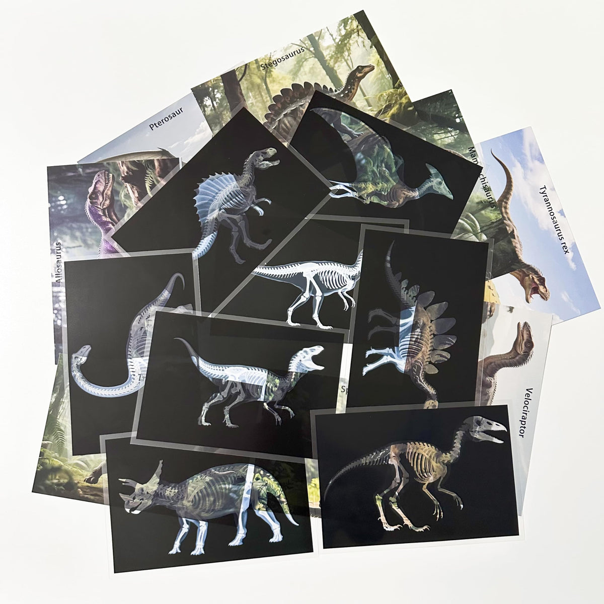 BAOGETONGLER 16 Animal X-Ray Set packaging displayed for home learning