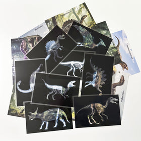 BAOGETONGLER 16 Animal X-Ray Set packaging displayed for home learning