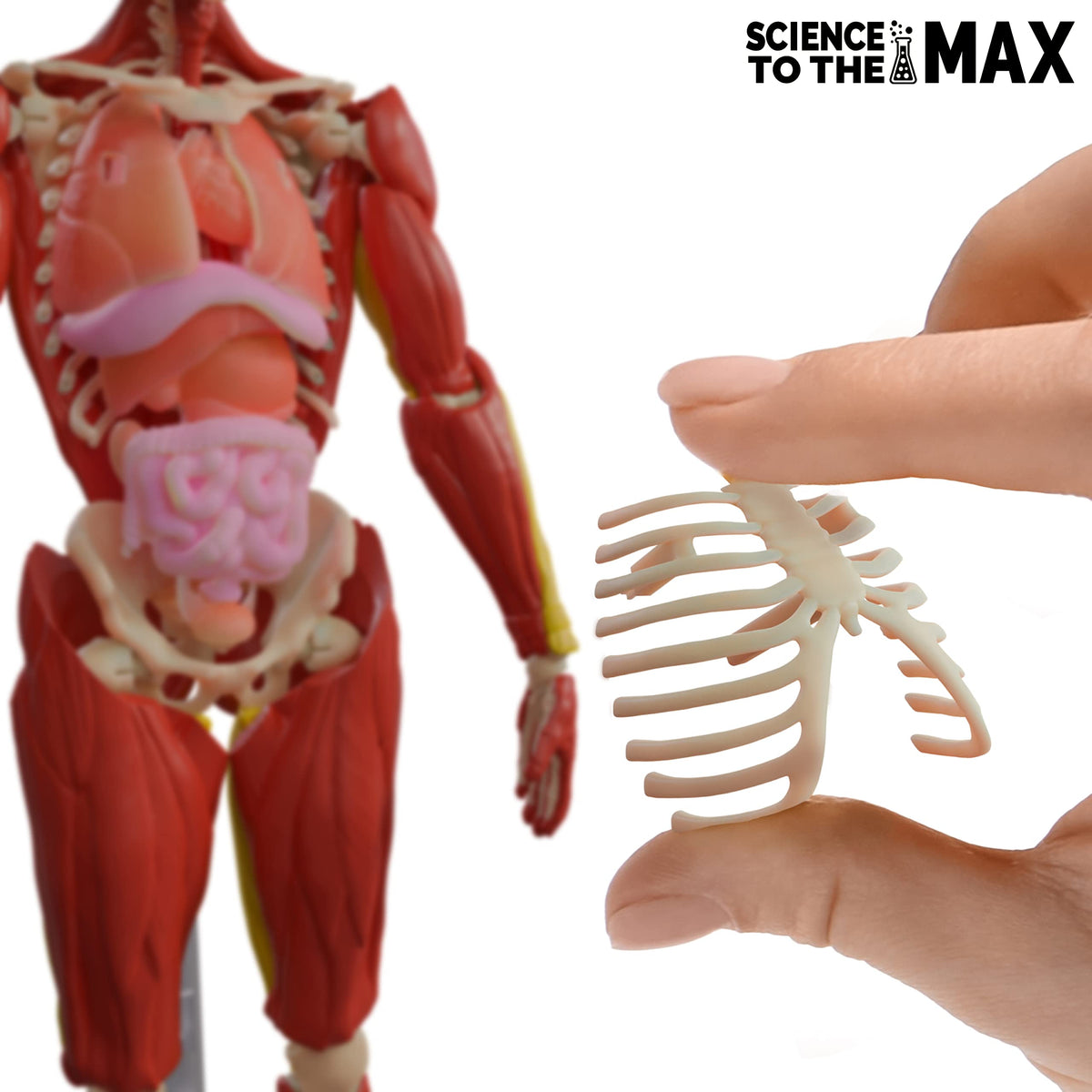 Be Amazing! Toys adjustable stand supports poseable anatomy model during play