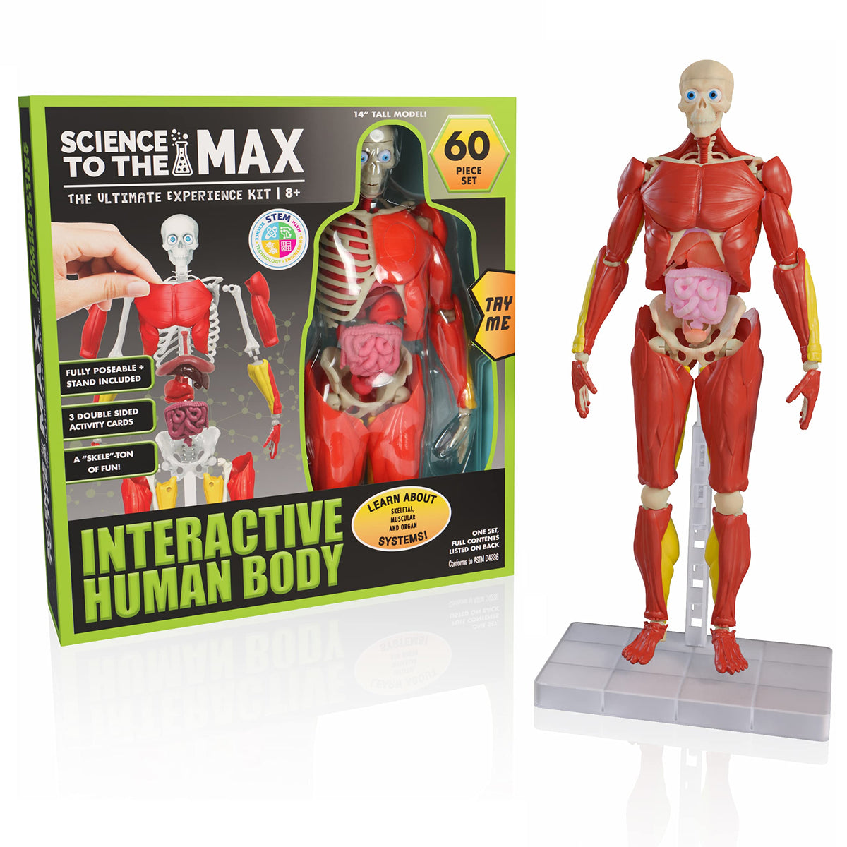 Be Amazing! Toys Interactive Human Body poseable figure for hands-on anatomy exploration