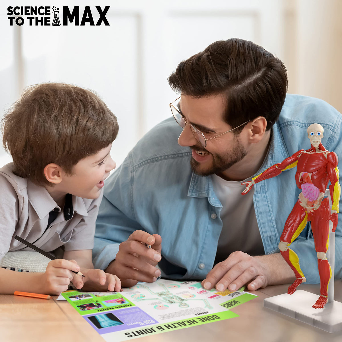 Be Amazing! Toys Anatomy model with removable muscles for visualizing body layers